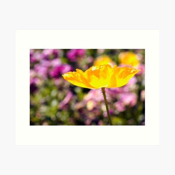Yellow Poppy Art Print