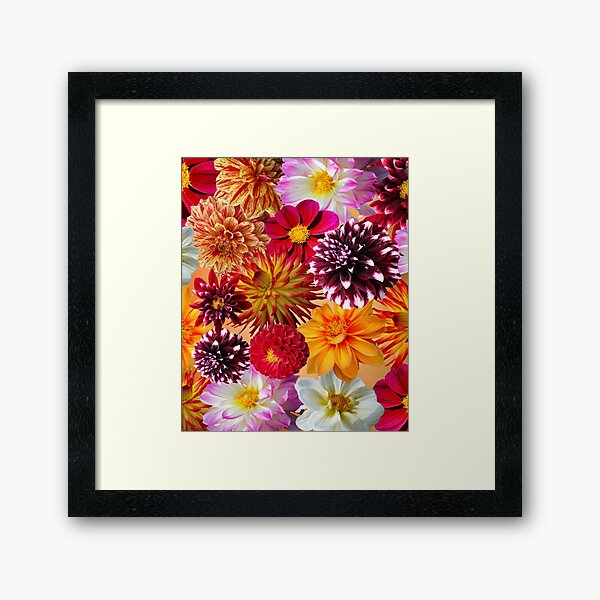 Gorgeous Colorful Dahlias Framed Art Print