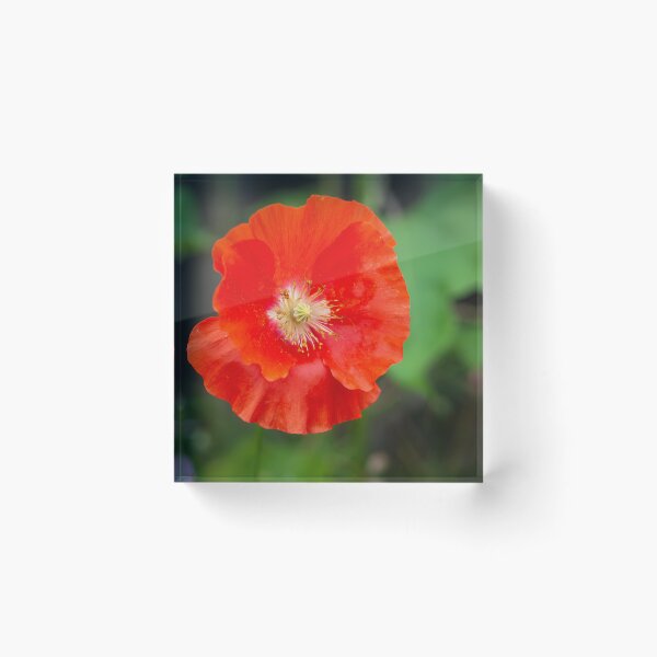 Item preview, Shirley Poppy 2022-1 designed and sold by Thomasyoung.