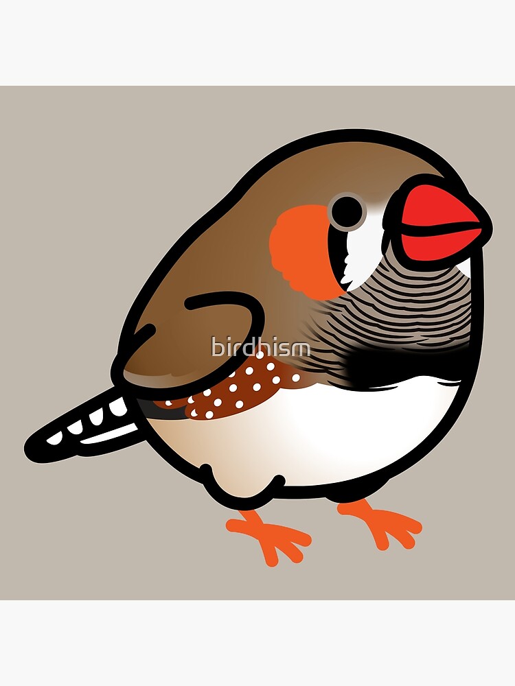 "Chubby Brown Zebra Finch with Orange Feet" Poster for Sale by birdhism