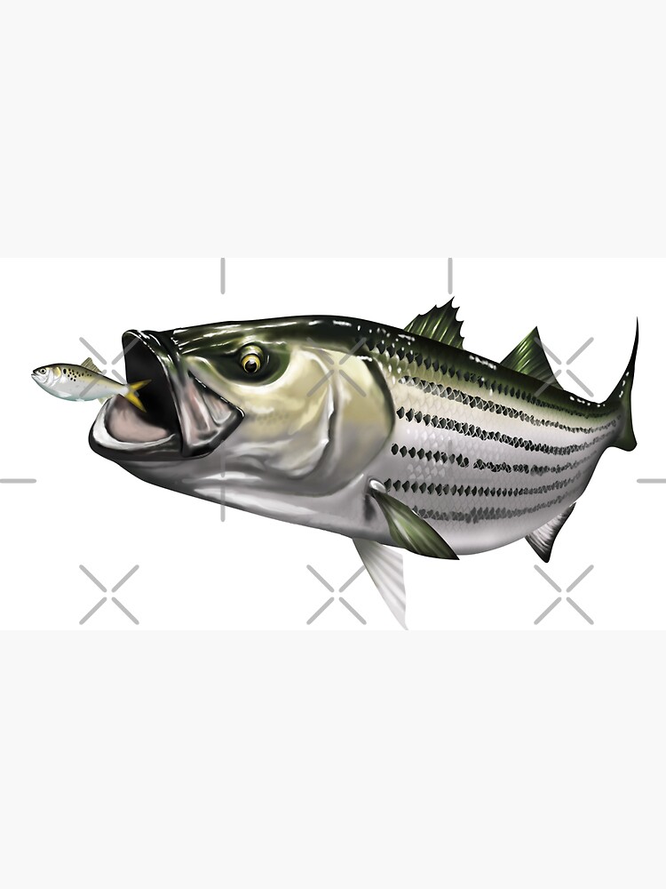 Striped Bass Good Day Fishing | Poster