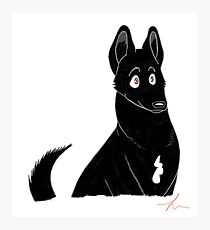 Black GSD Photographic Print