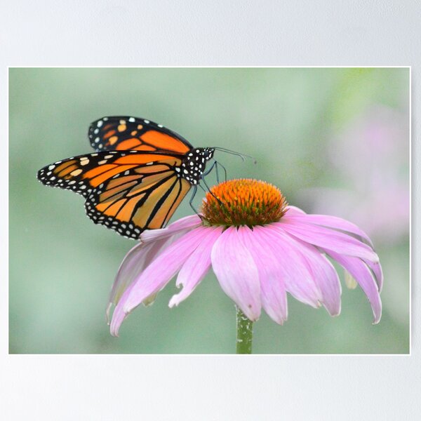 Item preview, Monarch Butterfly  designed and sold by Laurie Minor.