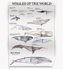 Whales of the World Poster