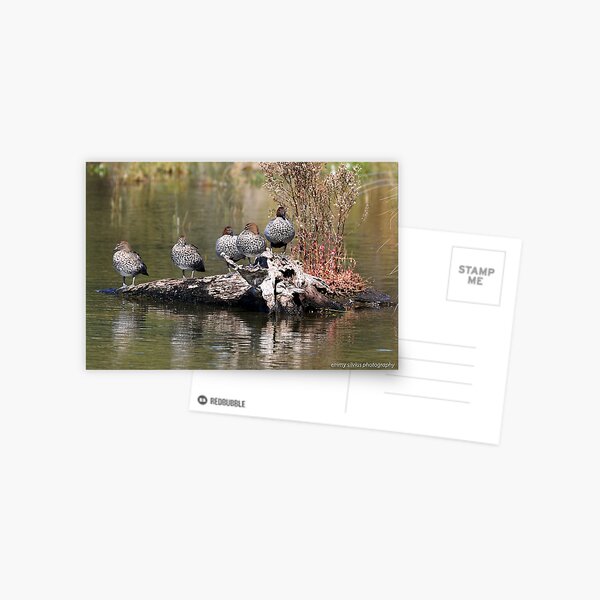 Australian Woodducks (3847) Postcard
