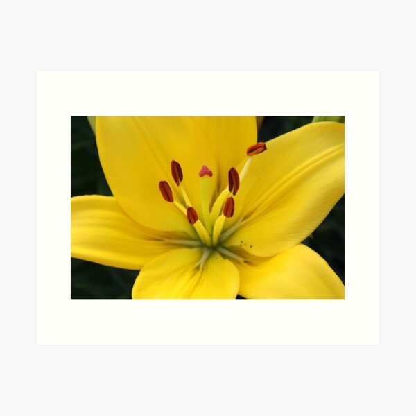 Artikelvorschau, Bright Yellow Lily entworfen und verkauft von AngelaBishop.