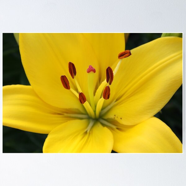 Artikelvorschau, Bright Yellow Lily entworfen und verkauft von AngelaBishop.