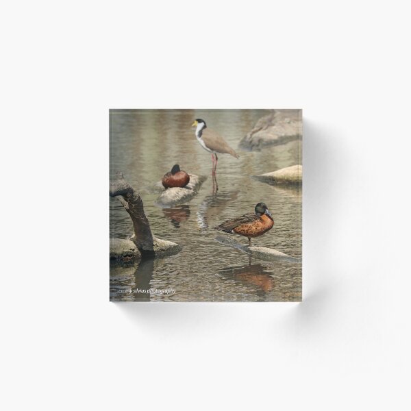 Chestnut Teal - male (587) Acrylic Block