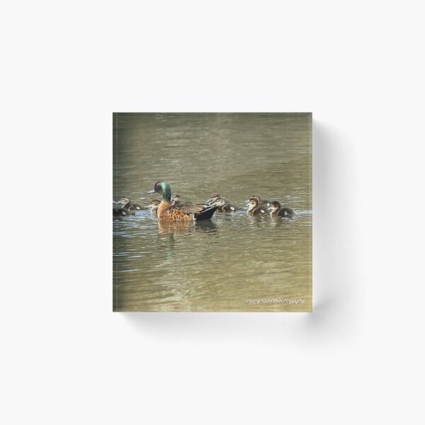Chestnut Teal - family (569) Acrylic Block