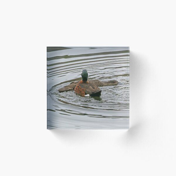 Chestnut Teals - mating (4122) Acrylic Block