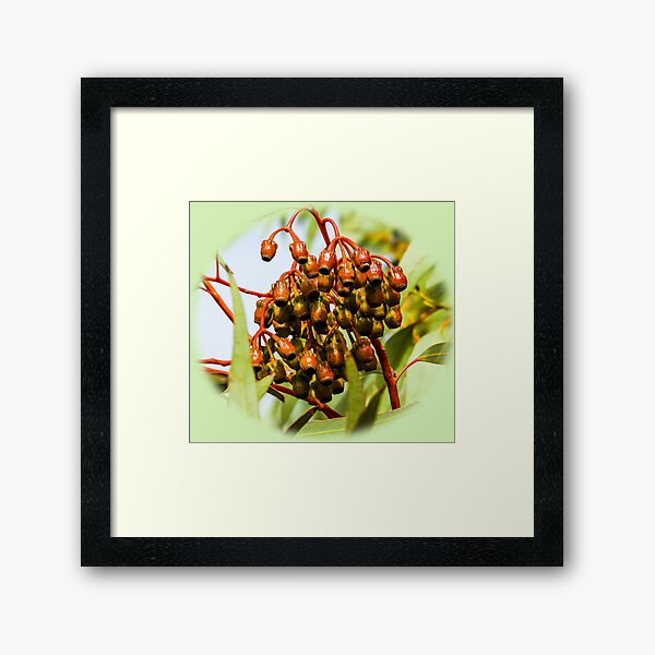 Item preview, Haslam gumnuts designed and sold by indiafrankk.