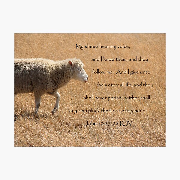 My Sheep Hear My Voice... Photographic Print