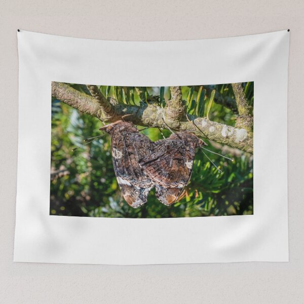 Item preview, Red Admiral Butterflies Mating designed and sold by JJVXPHOTOGRAPHY.