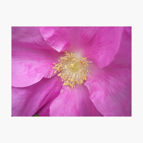 Aperçu de l'œuvre Aris NATURE EYE: .. FRAGRANT LOVE créée et vendue par Aritheeagle.