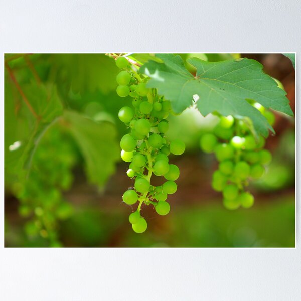 Item preview, Grapevine designed and sold by jdmphotography.