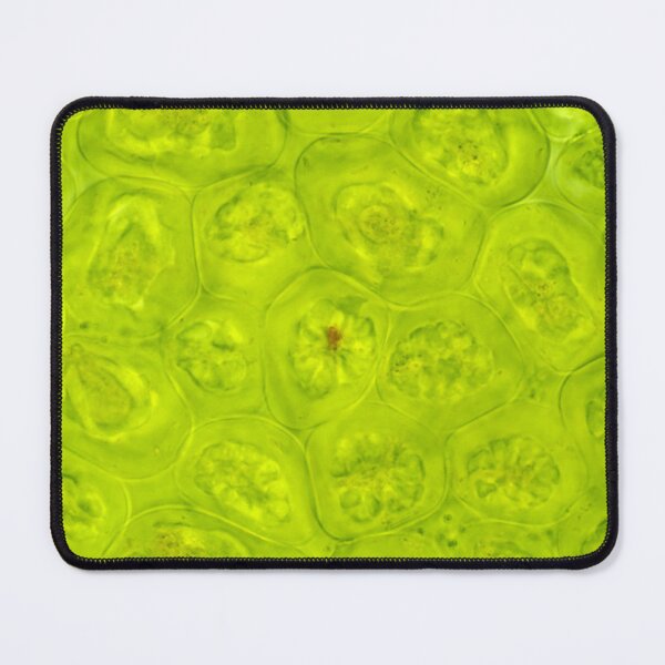 Item preview, Fireweed (Chamaenerion angustifolium) green leaf cells under the microscope designed and sold by SDym Photography.
