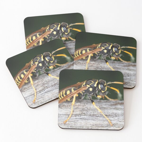 Item preview, Paper wasp (Polistes dominula) gathering wooden material designed and sold by SDym Photography.