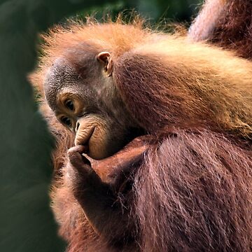 Mother and Baby Orangutan Borneo #2 iPhone Case by Carole-Anne