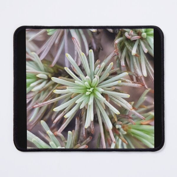 Item preview, Fabulous Planet: Geometry in nature blue cedar designed and sold by NatureNature.