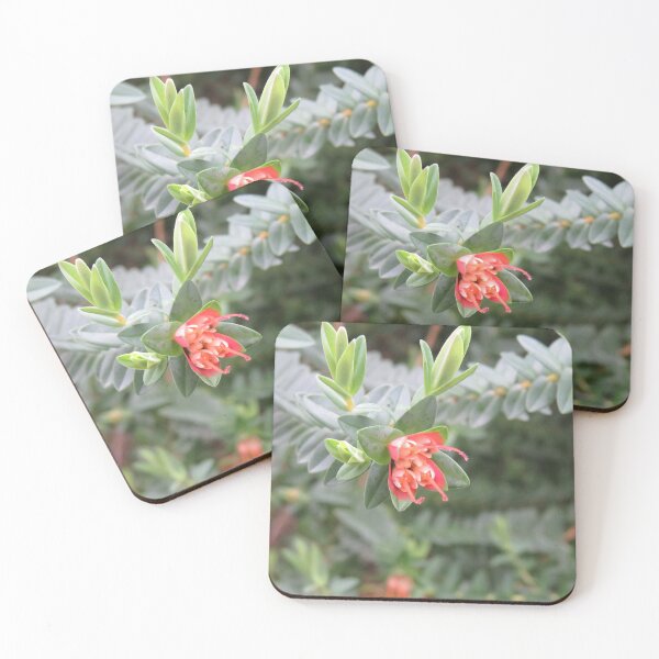 Item preview, Darwinia flowers designed and sold by greentiger1.