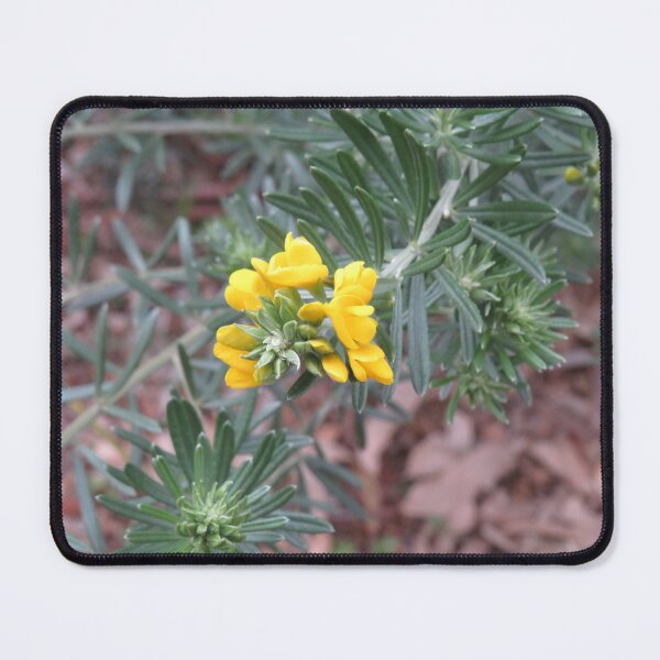 Item preview, Yellow broom flowers designed and sold by greentiger1.