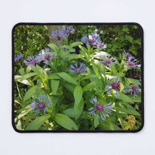 Item preview, cornflower designed and sold by Gourmetkater.