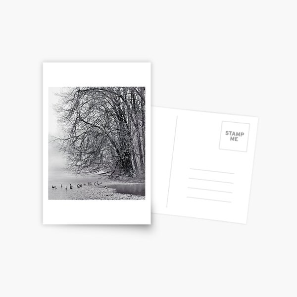 Foggy Lake Postcard