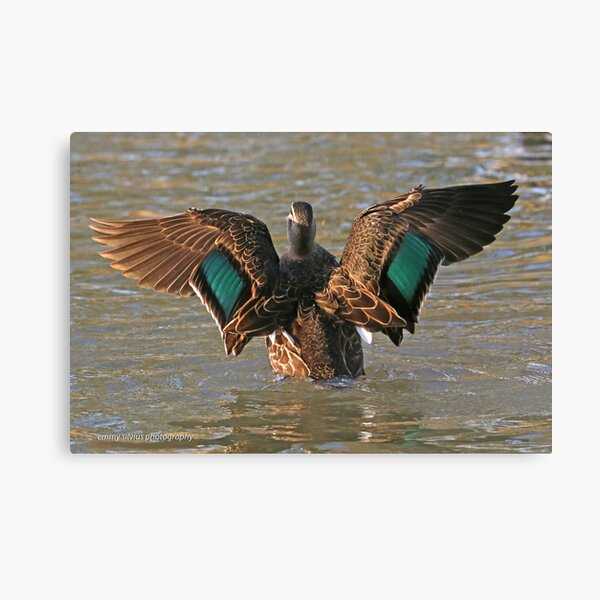 Pacific Black Duck (59) Canvas Print
