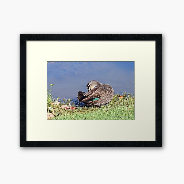 Pacific Black Duck (545) Framed Art Print
