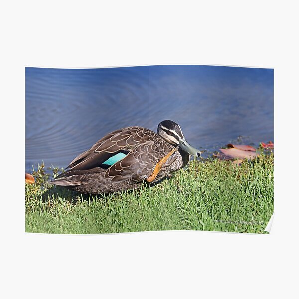 Pacific Black Duck (544) Poster