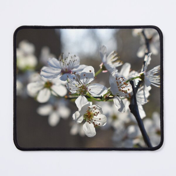 Item preview, White spring bloom on a dark background designed and sold by mariya-ivanova.