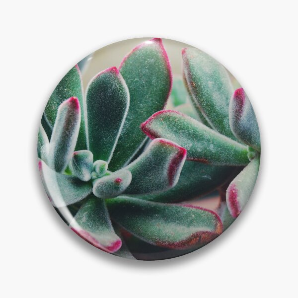 Item preview, Velvet Echeveria Succulent designed and sold by CarolinaReina.