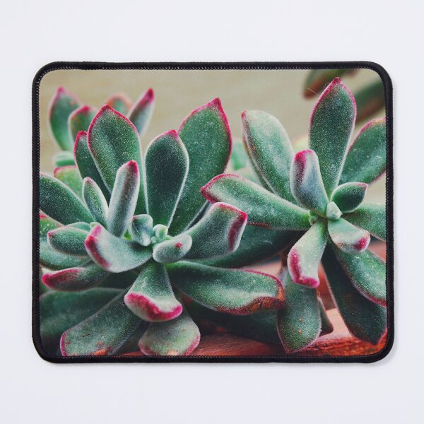 Item preview, Velvet Echeveria Succulent designed and sold by CarolinaReina.