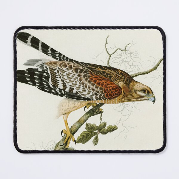 Item preview, Red-shouldered Hawk by John James Audubon designed and sold by Natural History Prints.