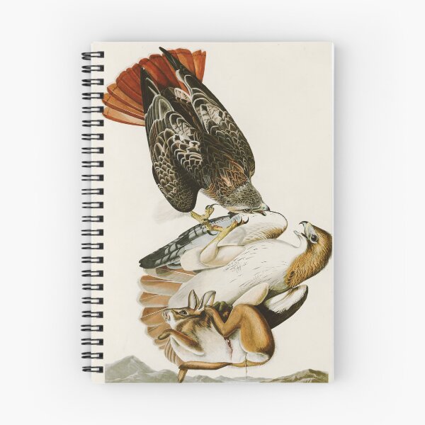 Item preview, Red-tailed Hawk by John James Audubon designed and sold by Natural History Prints.