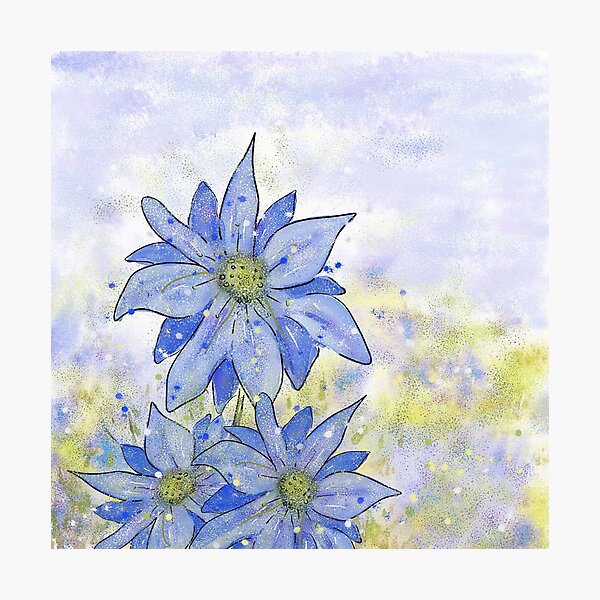 Blue Flower Design:Love-in-a-Mist Meadow Photographic Print