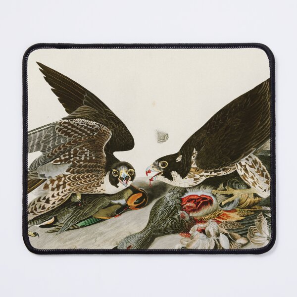 Item preview, Great-footed Hawk by John James Audubon designed and sold by Natural History Prints.