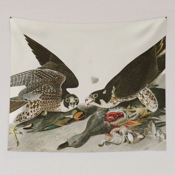 Item preview, Great-footed Hawk by John James Audubon designed and sold by Natural History Prints.