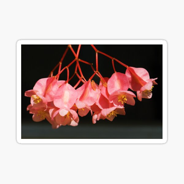 Regalos y productos: Ala De %c3%a1ngel Begonia | Redbubble