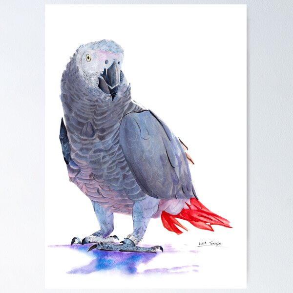 Item preview, African Grey Parrot designed and sold by Luke Tomlinson Artwork.
