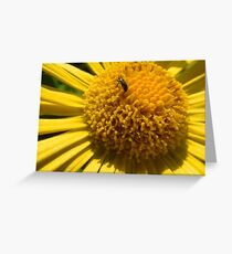 Insect struggle Greeting Card