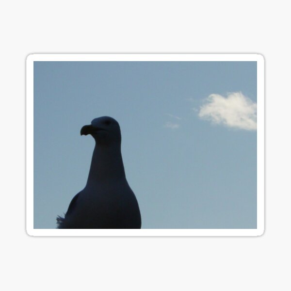 Seagull Sticker