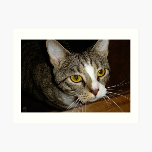 James Golden Eyes Art Print
