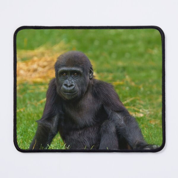 Item preview, Gorilla Baby Sitting In The Grass designed and sold by rawshutterbug.