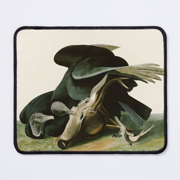 Item preview, Black Vulture or Carrion Crow by John James Audubon designed and sold by Natural History Prints.