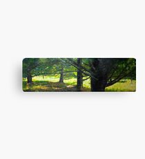 row of pines Canvas Print