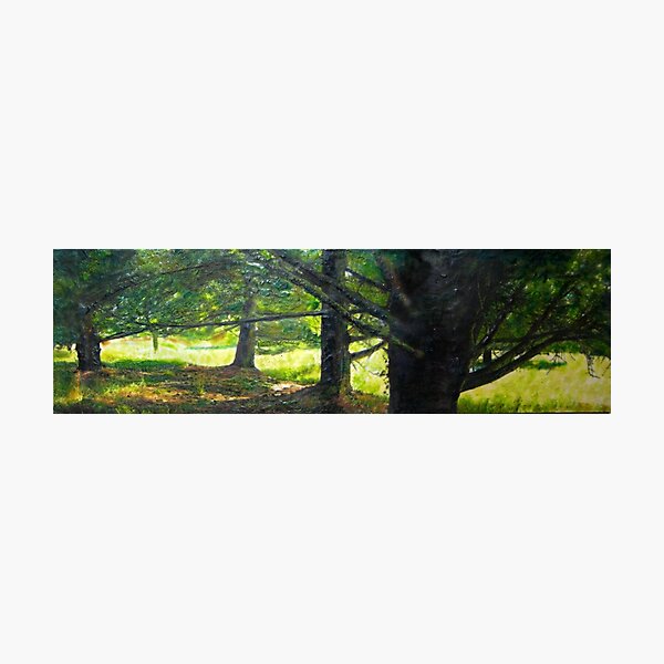 row of pines Photographic Print