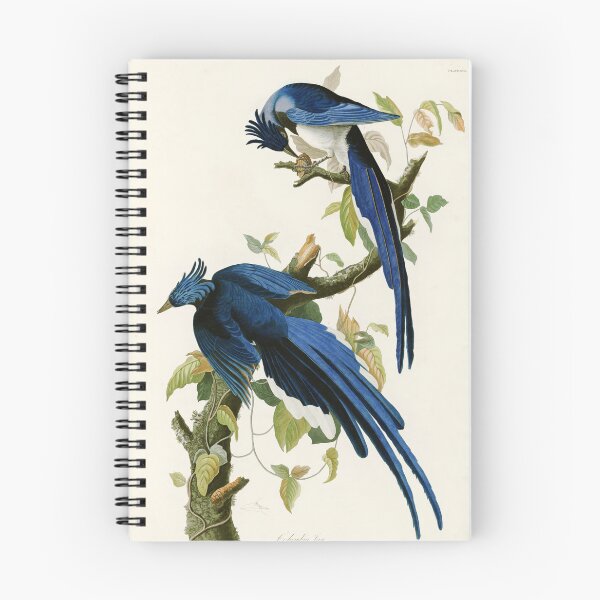 Item preview, Columbia Jay - John James Audubon Birds of America designed and sold by Natural History Prints.