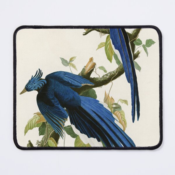 Item preview, Columbia Jay - John James Audubon Birds of America designed and sold by Natural History Prints.