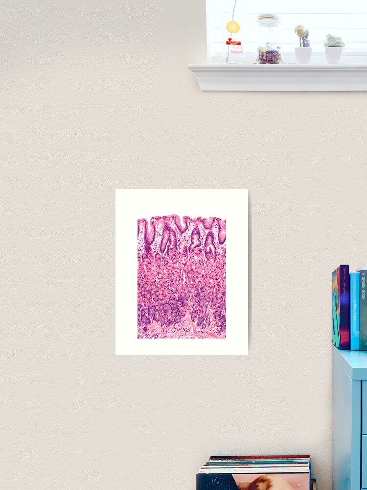 Aperçu 2 sur 3. Impression artistique avec l'œuvre Histologie de l'estomac créée et vendue par deltoid.
